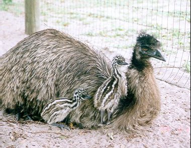 Emu Dad & chicks