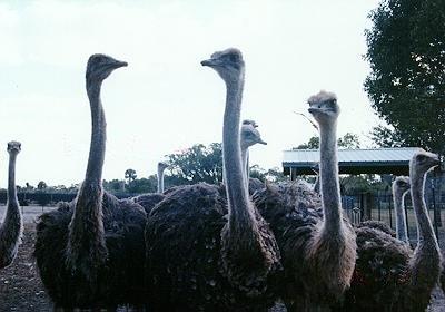 1-year old Ostriches