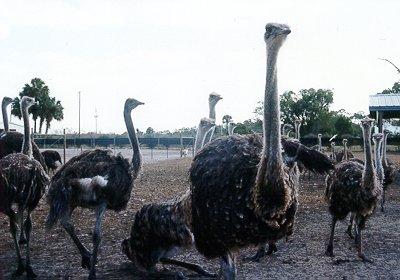 6-9 month old Ostriches